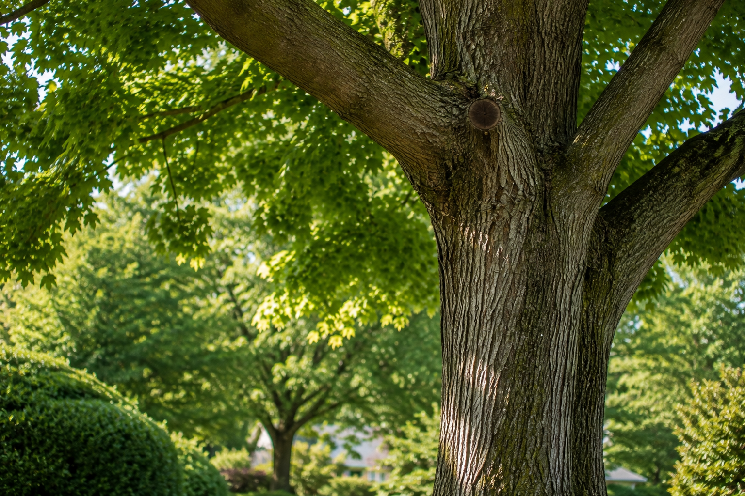 Tree Health Care